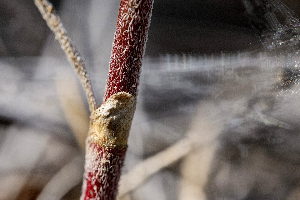 Astragalus puniceus gertrudis