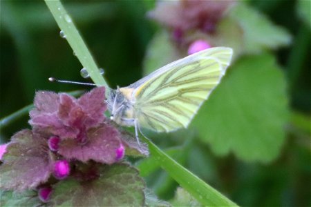 Green-veined White. photo