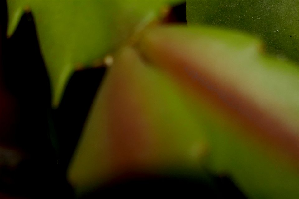 fabulous-foliage_2016_1005_064504