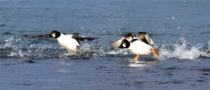 Common goldeneye at Seedskadee National Wildlife Refuge