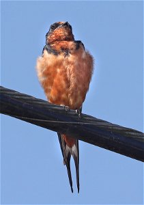 669 - BARN SWALLOW (09-07-2022) yontockert beach access, del norte co, ca -02