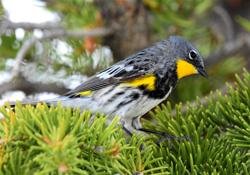 Yellow rumped warbler on Seedskadee National Wildlife Refuge