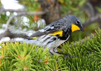 Yellow rumped warbler on Seedskadee National Wildlife Refuge photo