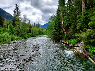 Stillaguamish River near Big Four Trail, Mt. Baker-Snoqualmie National Forest.  Photo by Anne Vassar June 9, 2021.