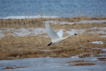 Tundra Swan