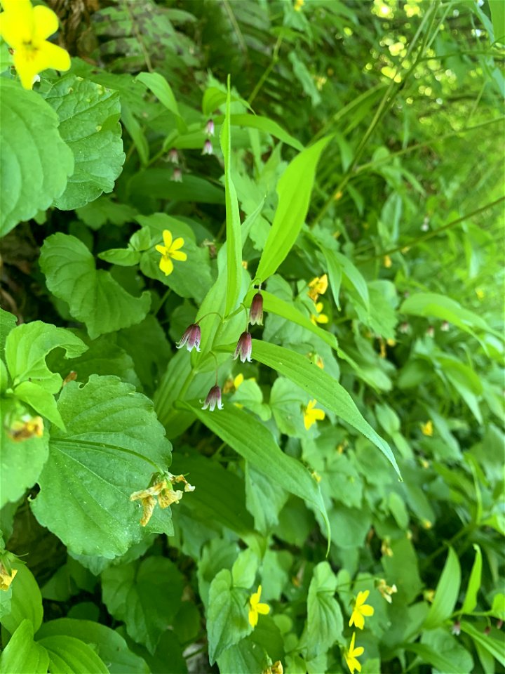 Green Mountain Trail, Mt. Baker-Snoqualmie National Forest. Photo By Sydney Corral June 28, 2021