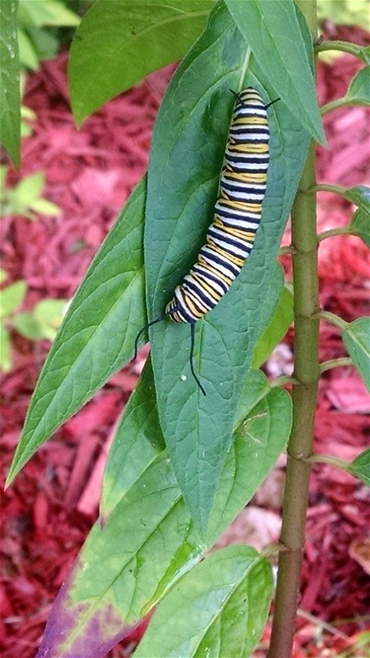Monarch caterpillar and egg photo