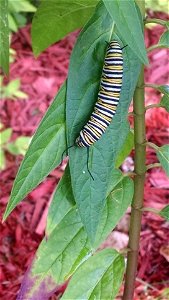Monarch caterpillar and egg photo