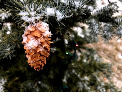 Snow on Cone