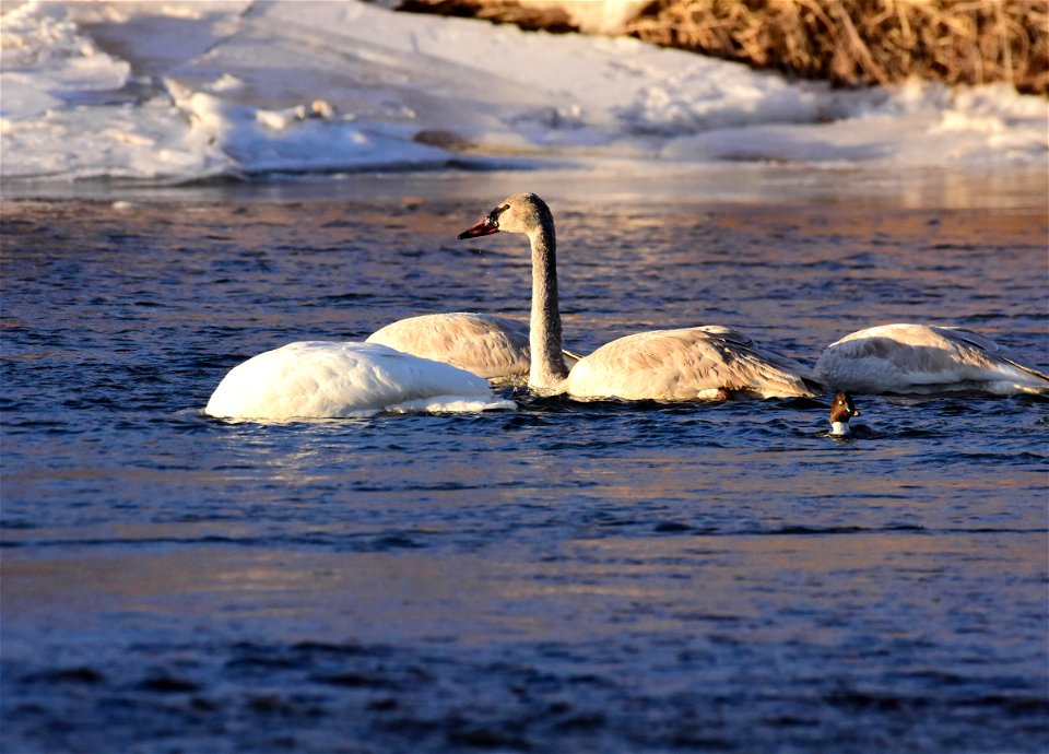 Trumpeter swans at Seedskadee National Wildlife Refuge