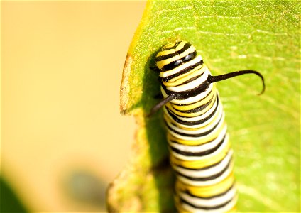 Monarch caterpillar at Seedskadee National Wildlife Refuge photo