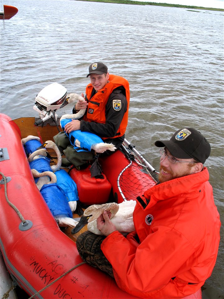 Swan Banding photo