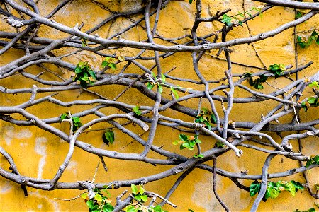 Branch Net With a Yellow Background photo