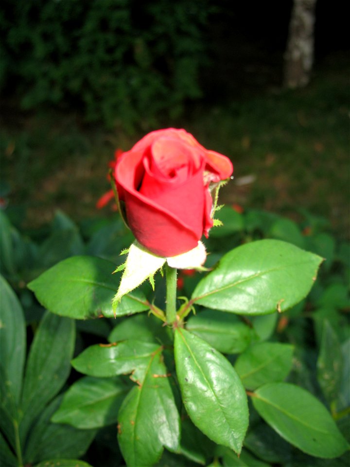 SfMariaTurda_20070713_08