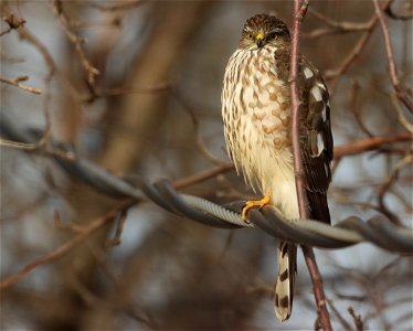 Juvenile Sharp shinned hawk Huron Wetland Management District