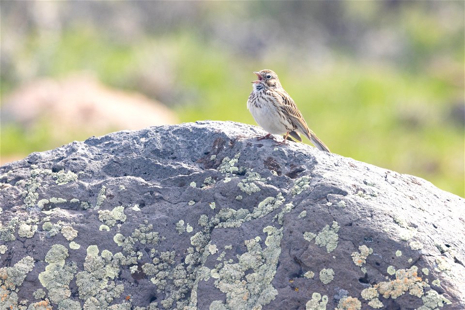 Vesper sparrow (Pooecetes gramineus) singing on a rock