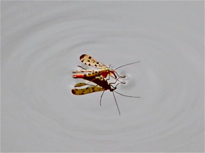 Flying Insect_04 photo