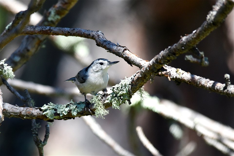 White-breasted nuthatch