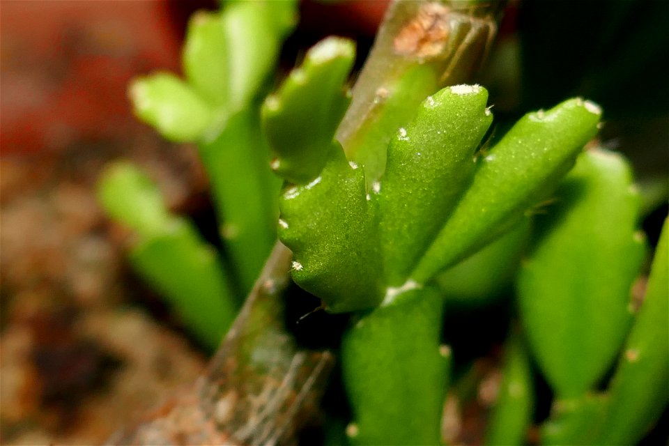 fabulous-foliage_2016_1005_064507