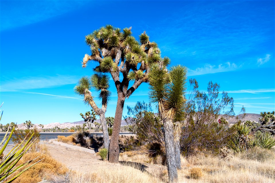 Joshua Tree National Park