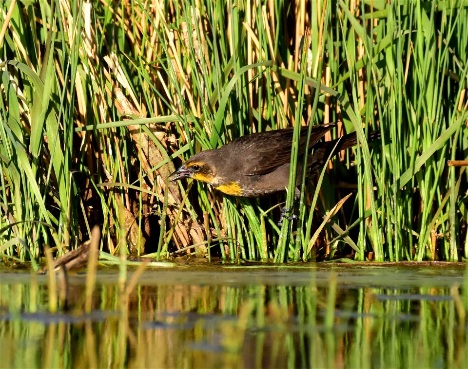 Yellow headed blackbird at Seedskadee National Wildlife Refuge