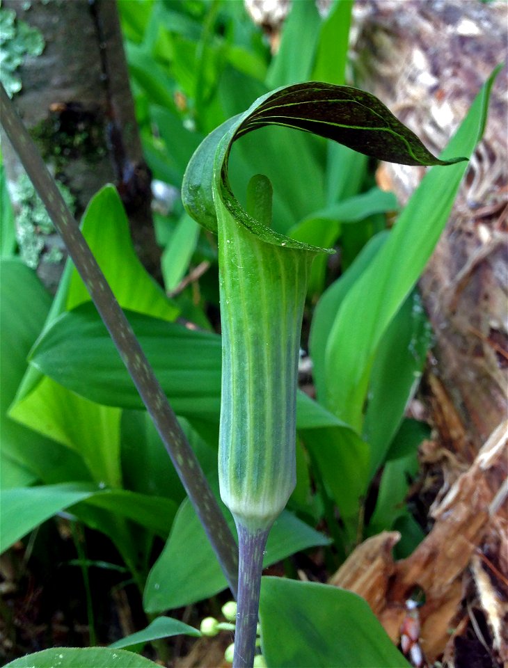 Jack-in-the-pulpit profile
