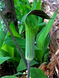 Jack-in-the-pulpit profile