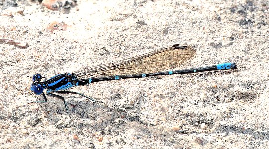 DANCER, BLUE-RINGED (Argia sedula) (12-22-2022) salineno, starr co, tx -01