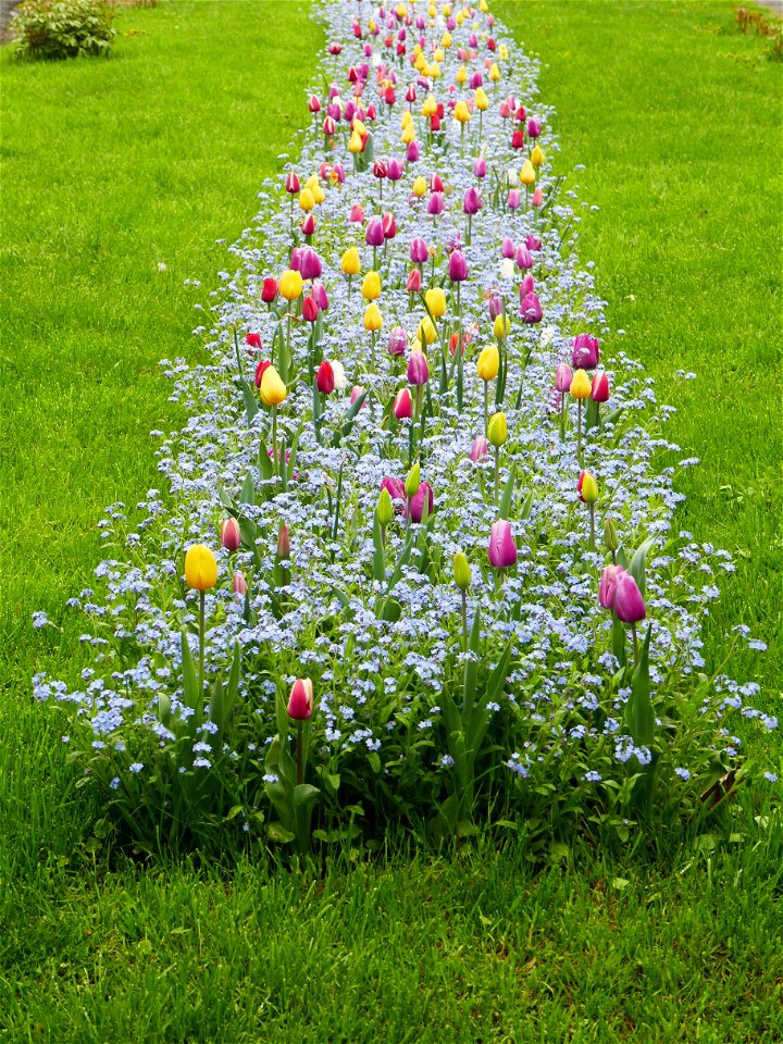 Herestrau Park in spring (57)