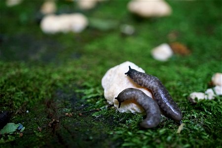 Slugs on Fungus photo