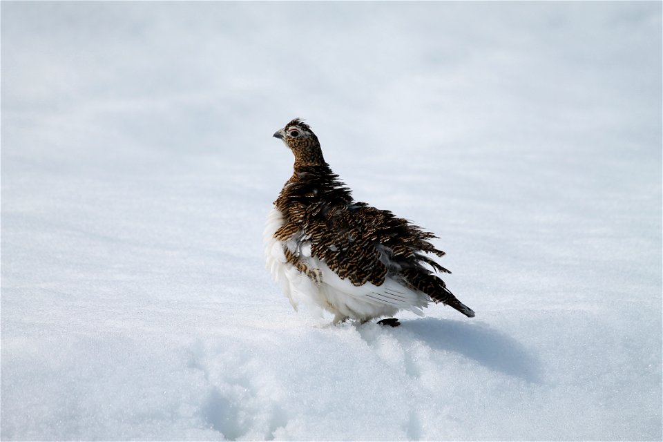 Ptarmigan fluffing feathers