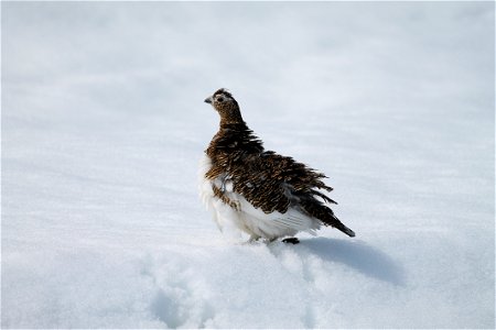 Ptarmigan fluffing feathers photo