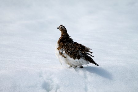Ptarmigan fluffing feathers