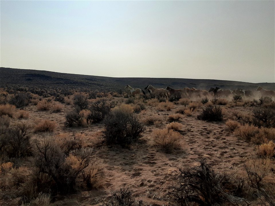 Massacre Lakes HMA