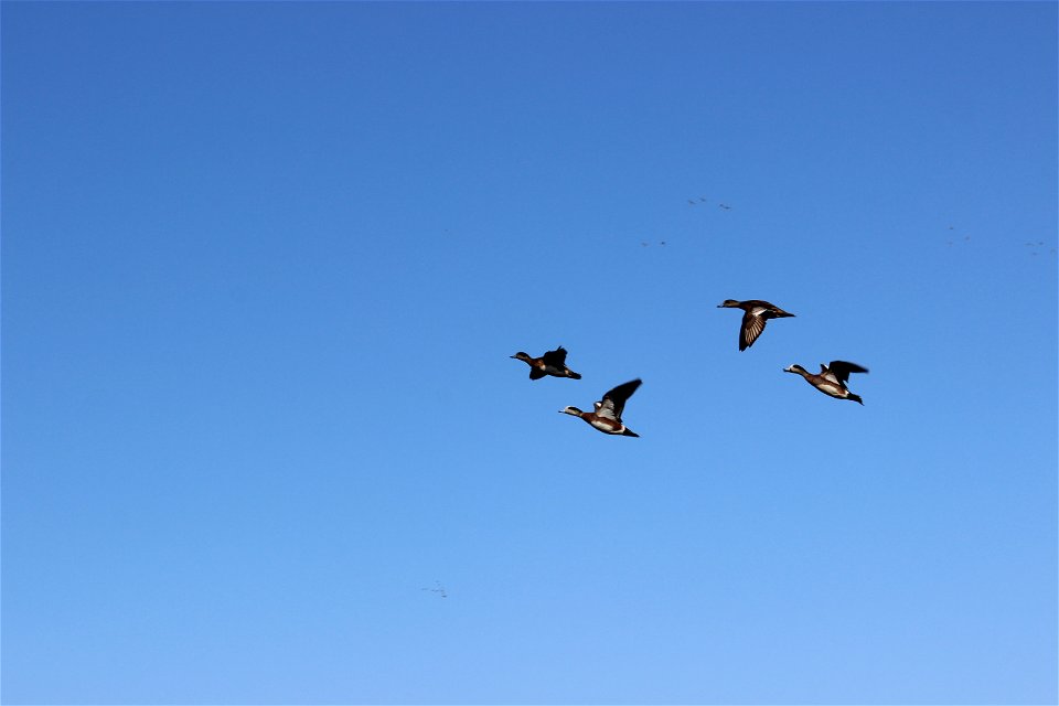 American Wigeon in Flight Lake Andes Wetland Management District South Dakota