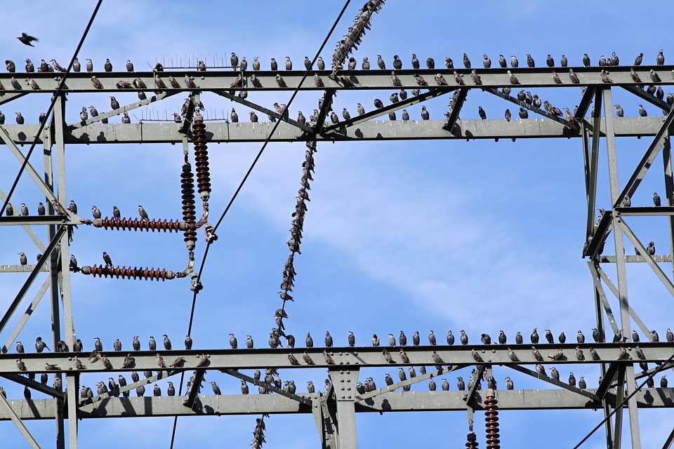 Flock of birds birds on power pole persevere