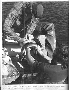 (1972) Salmon Sampling photo