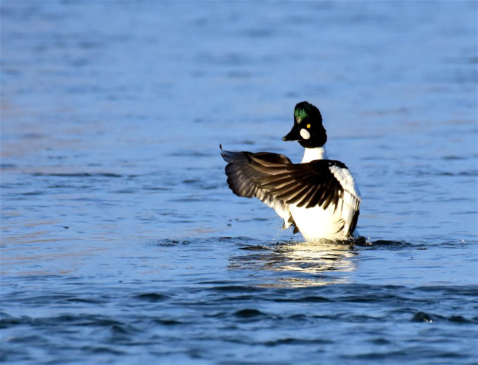 Common goldeneye at Seedskadee National Wildlife Refuge