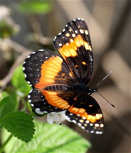 PATCH, BORDERED (Chlosyne lacinia) (12-09-2022) national buttrerfly center, mission, hidalgo co, tx -01