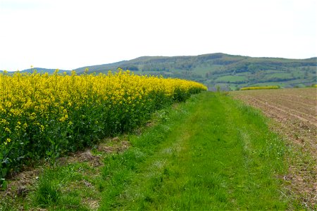 Rapeseed Field