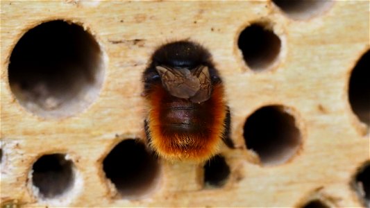 Ein Osmia cornuta (Gehörnte Mauerbiene) - Weibchen inspiziert das Zimmerangebot im Insektenhotel