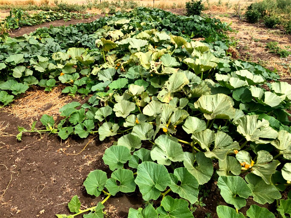 Pumpkin Patch on Steroids