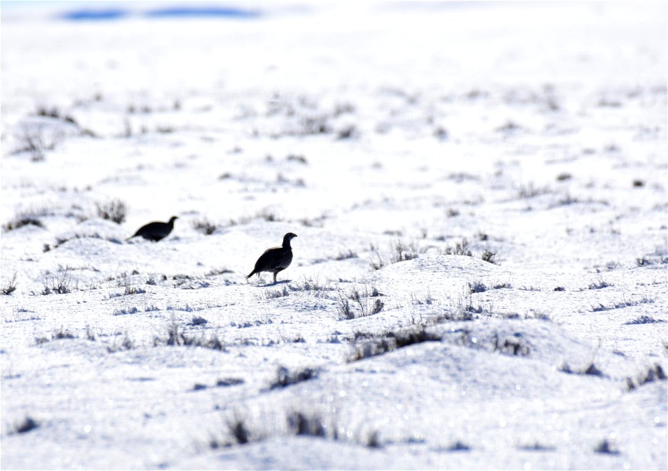 Greater sage-grouse on Seedskadee National Wildlife Refuge