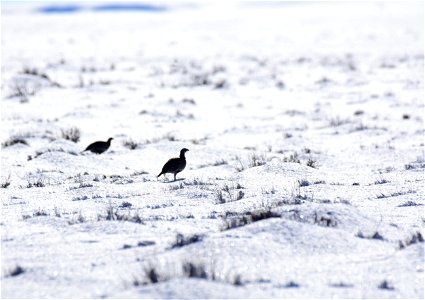 Greater sage-grouse on Seedskadee National Wildlife Refuge photo