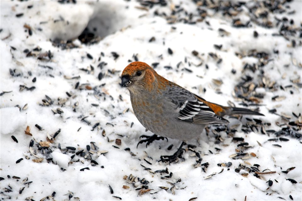 Pine grosbeak in the snow photo