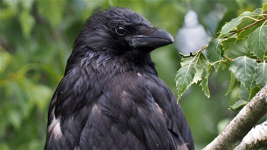Charakterportrait der Rabenkrähe