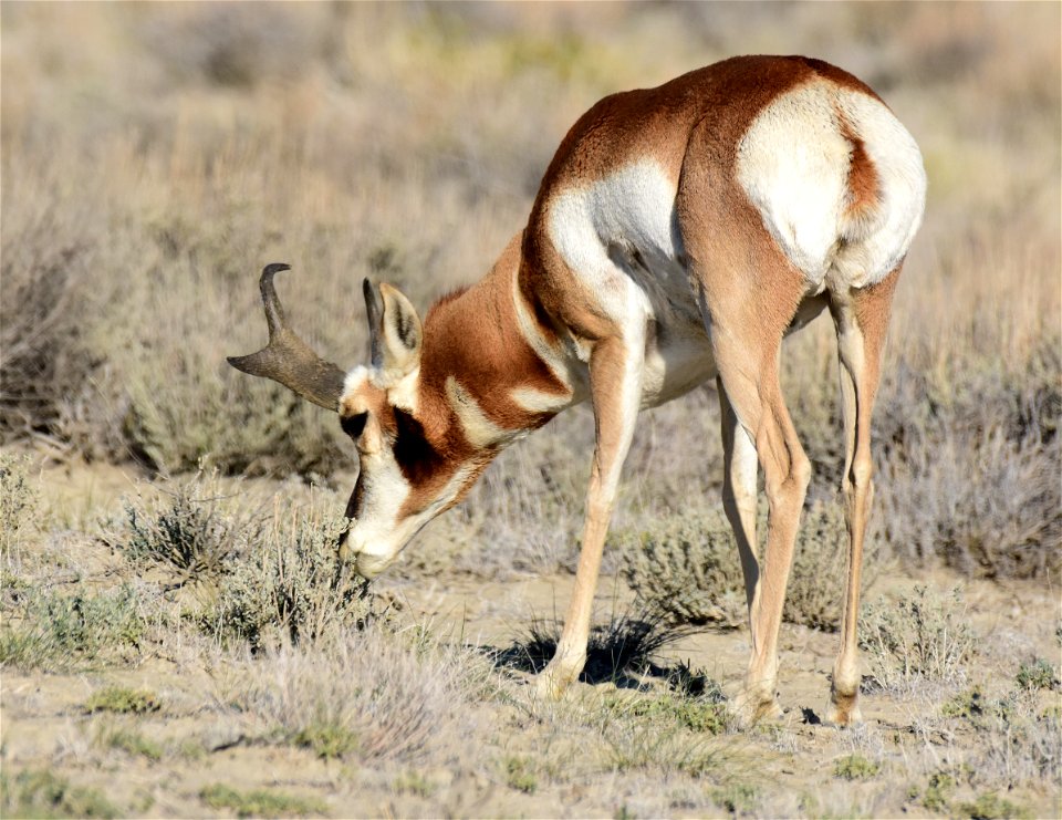 Pronghorn at Seedskadee National Wildlife Refuge