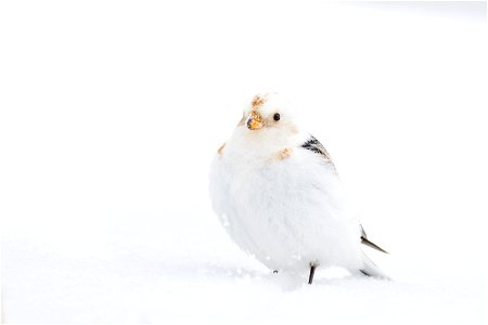 Snow bunting in the snow