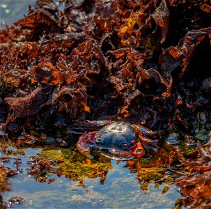 Crabs at Piedras Blancas photo