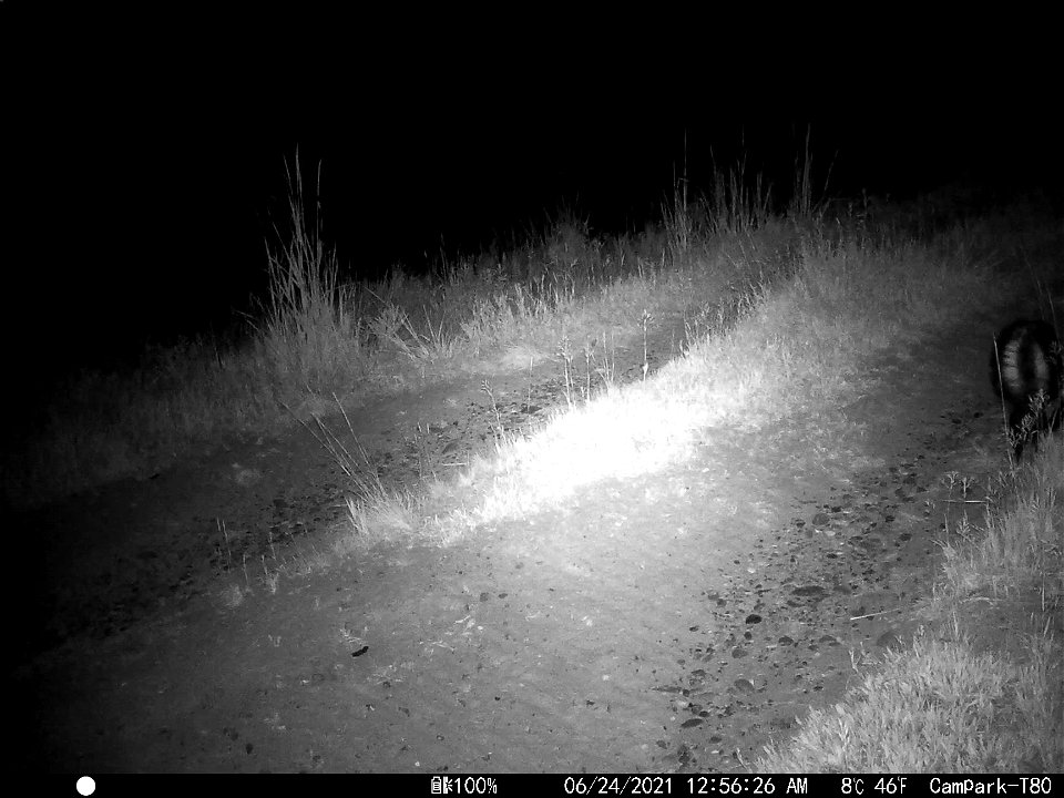 Striped Skunk